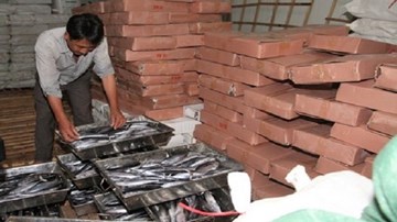 30 tấn cá nục bị nhiễm Phenol gây chết người được đánh bắt xa bờ