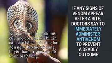 Những triệu chứng cần biết ngay khi bị rắn hổ mang cắn