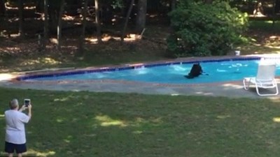 Mỹ: Nắng nóng kéo dài, gấu nâu bỏ rừng mò vào bể bơi tắm