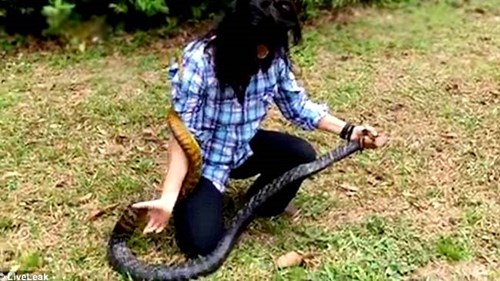 Tay không vồ rắn 'khủng', cô gái khiến nhiều người la hét thất kinh