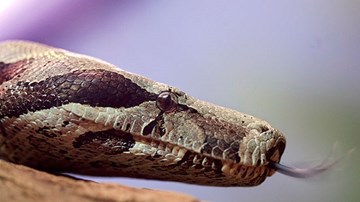 Đùa nghịch quá đà, cậu bé 8 tuổi bị rắn xiết mồi đuôi đỏ tấn công