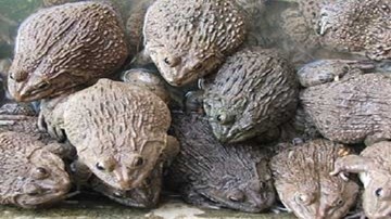 Nuôi ếch bằng tỏi, thu nhập 700 triệu đồng mỗi năm