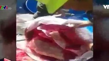 Colombia thu giữ gần nửa tấn cocaine giấu trong dâu tây