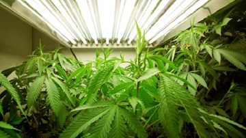 Phát hiện nhà máy cần sa trong... hầm trú bom hạt nhân