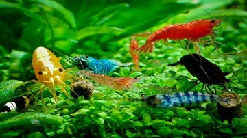 Tép cảnh bạc triệu, thú chơi khác người của dân Việt