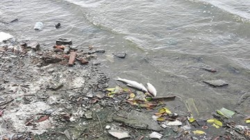 Cá chết bất thường dạt vào bờ tại Hồ Tây