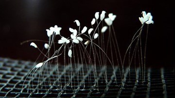 Tới UBND xã làm việc, phát hiện hoa lạ nghi hoa Ưu đàm quý hiếm