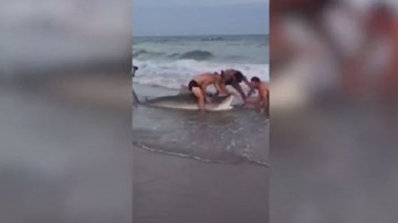 Lính thủy đánh bộ Mỹ tay không bắt cá mập hổ