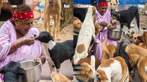 Cảm động cụ bà một mình nuôi hơn 400 con chó hoang