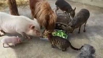 Chuyện lạ: chó, mèo, lợn, ngựa, rùa ăn chung một máng