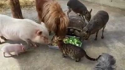 Chuyện lạ: chó, mèo, lợn, ngựa, rùa ăn chung một máng