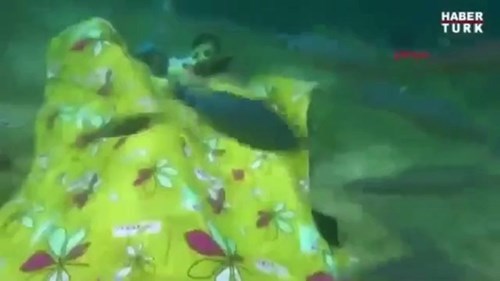 Làm giường ngủ dưới đáy biển vì quá yêu thích lặn