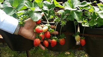 Kiếm tỷ USD nhờ... miễn phí