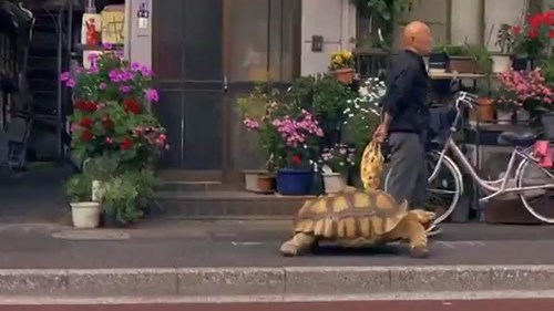Cụ ông dắt rùa khổng lồ đi dạo gây xôn xao đường phố