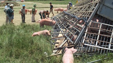 Hàng chục con lợn chạy khắp ruộng sau một vụ lật xe