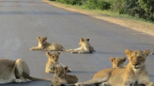 Ấn Độ: Cả đàn sư tử 