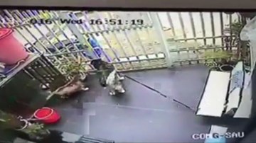 Chó vẫy đuôi mừng rỡ khi gặp cẩu tặc