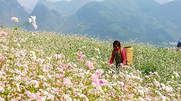 Lễ hội hoa tam giác mạch sẽ tổ chức vào tháng 10