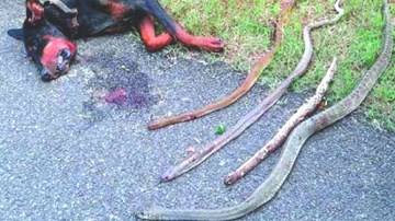 Ấn Độ: Chó can đảm giết 4 con rắn hổ mang cứu 8 mạng người