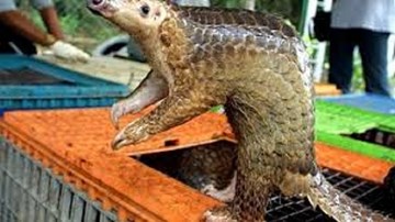 Tê tê trước nguy cơ tuyệt chủng: Ăn của rừng rưng rưng nước mắt