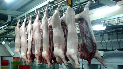 Thịt từ lò mổ chui được dán tem, đóng dấu đàng hoàng để đưa đến siêu thị