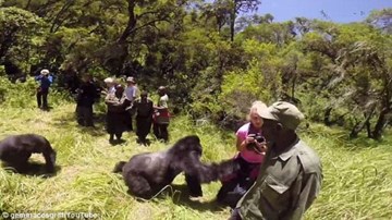 Khỉ đột bất ngờ tấn công nữ du khách đang nghỉ tuần trăng mật