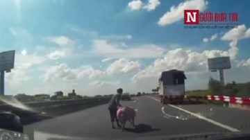 Lùa bắt lợn trên đường cao tốc Pháp Vân - Cầu Giẽ