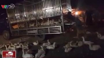 Sự thật gây sốc đằng sau những con gia cầm đóng dấu an toàn