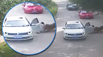 Kinh hoàng cảnh nữ du khách bị hổ kéo lê trong sở thú