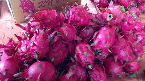 Giá thanh long tại Hà Nội đắt gấp 30 lần tại vườn