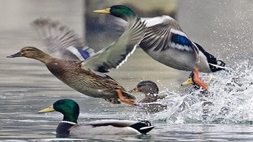 Thu tiền tỷ nhờ nuôi vịt trời