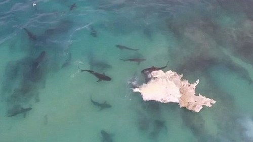 40 cá mập cắn xé xác cá voi khổng lồ