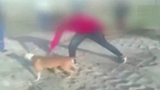 Dân mạng phẫn nộ trước clip bạo hành chó man rợ tại Nam Phi