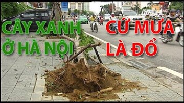 Lý giải việc cây xanh ở Hà Nội cứ mưa là đổ