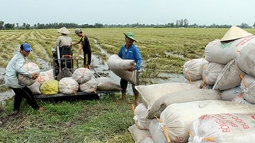 Tin vào “cò lúa”, nông dân bị lừa hàng tỉ đồng