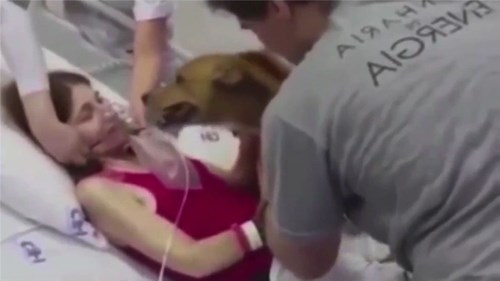 Cảm động chú chó đến viện thăm cô chủ để hoàn thành nguyện ước cuối