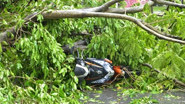 Hà nội tính sử dụng thuốc kích rễ để hạn chế cây đổ