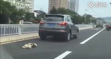Lái ôtô kéo lê chú chó đến chết, tài xế bị dân vây đánh