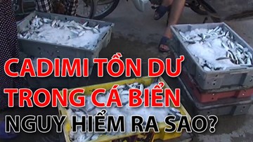 Cadimi tồn dư trong cá biển nguy hiểm thế nào?