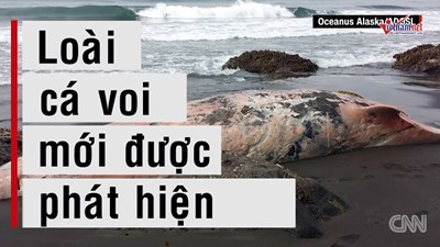 Siêu cá voi huyền thoại trong truyền thuyết bất ngờ dạt vào bờ