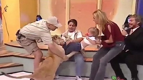 Sư tử vồ em bé ngay trên sóng truyền hình Mexico