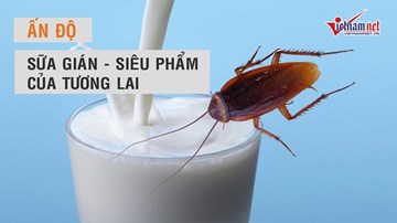 Ấn Độ khẳng định sữa gián sẽ trở thành siêu phẩm trong tương lai