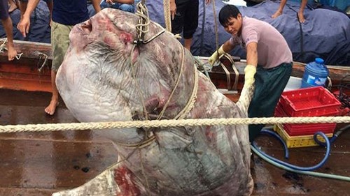 Ngư dân bắt được cá mặt trăng nặng gần 1 tấn