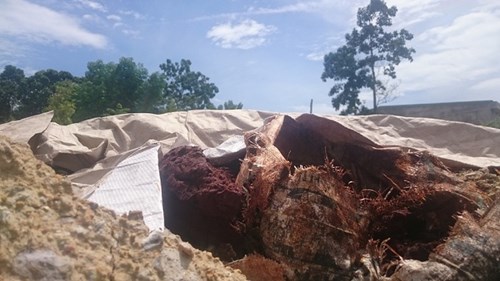 Chôn lén chất thải nghi độc hại trong khuôn viên... công ty môi trường