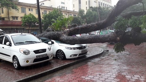 Hà Nội: Cây cổ thủ bật gốc đè nát ô tô