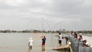 Người Hà Nội cất vó trên cánh đồng chìm trong biển nước