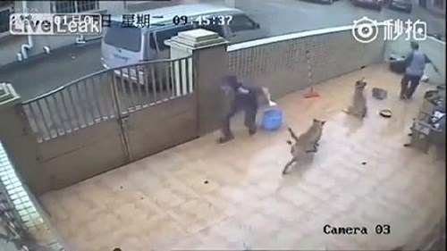 Liều lĩnh trộm chó vượt tường 
