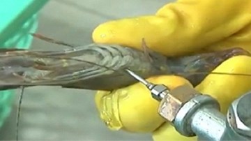 Hãi hùng với cách làm tăng trọng lượng tôm