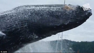 Cá voi lưng gù khổng lồ nhảy sát sạt mạn thuyền