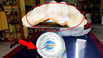 Ngư dân cất ngọc trai khổng lồ nặng 34kg dưới gầm giường